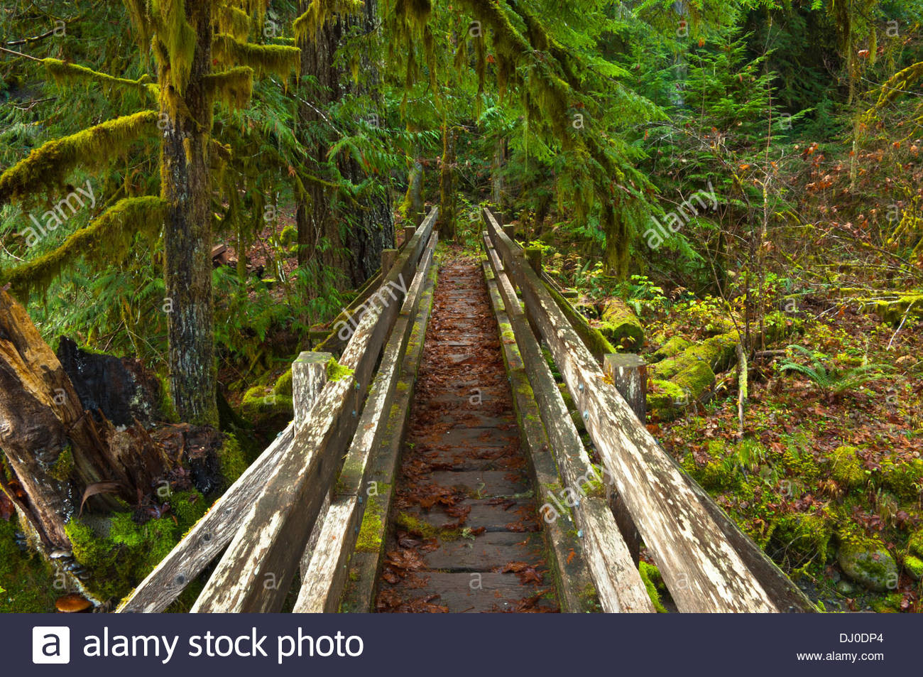 Best ideas about Olympic National Park Staircase
. Save or Pin Shady Lane Trail Staircase Area Olympic National Park Now.