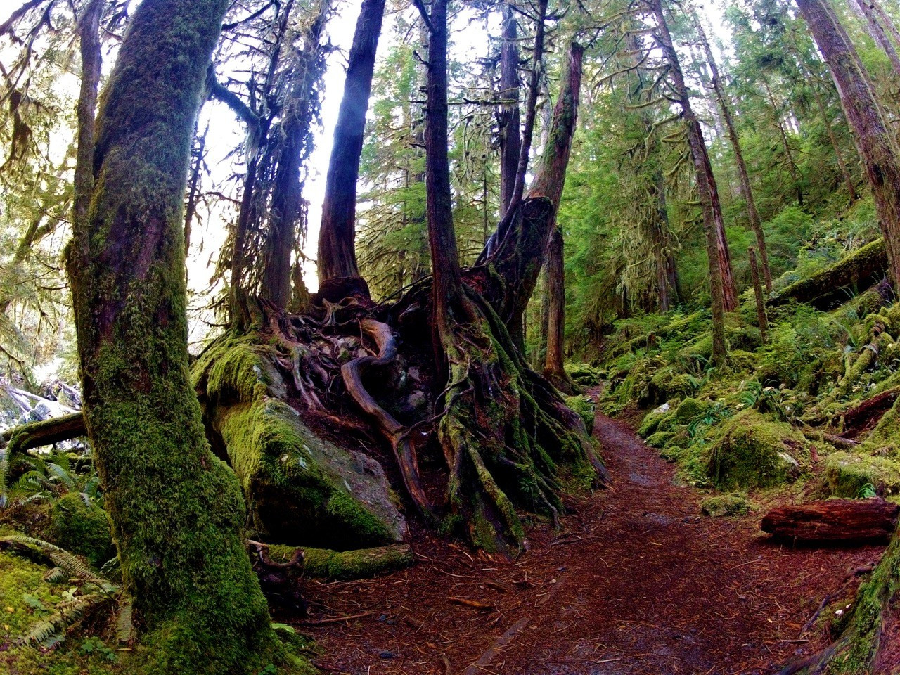 Best ideas about Olympic National Park Staircase
. Save or Pin The Seven Highlights of Hiking Olympic’s Staircase Loop Now.