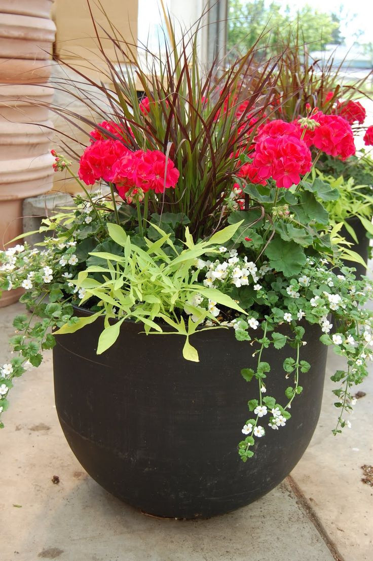 Best ideas about Outdoor Potted Plants
. Save or Pin 25 best ideas about Potted plants on Pinterest Now.