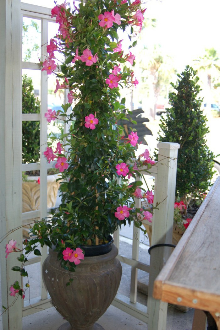 Best ideas about Outdoor Potted Plants
. Save or Pin Potted Plants And The Necessary Spring Care – Fresh Design Now.