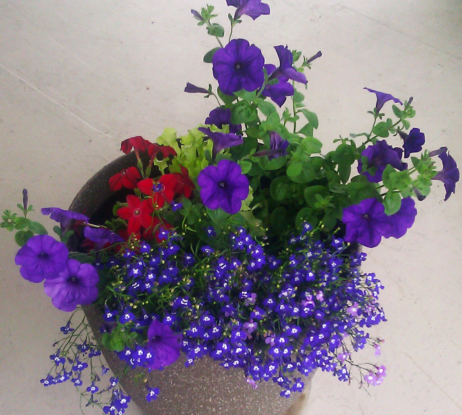 Best ideas about Outdoor Potted Plants
. Save or Pin Potted flowers July 2013 2 Now.