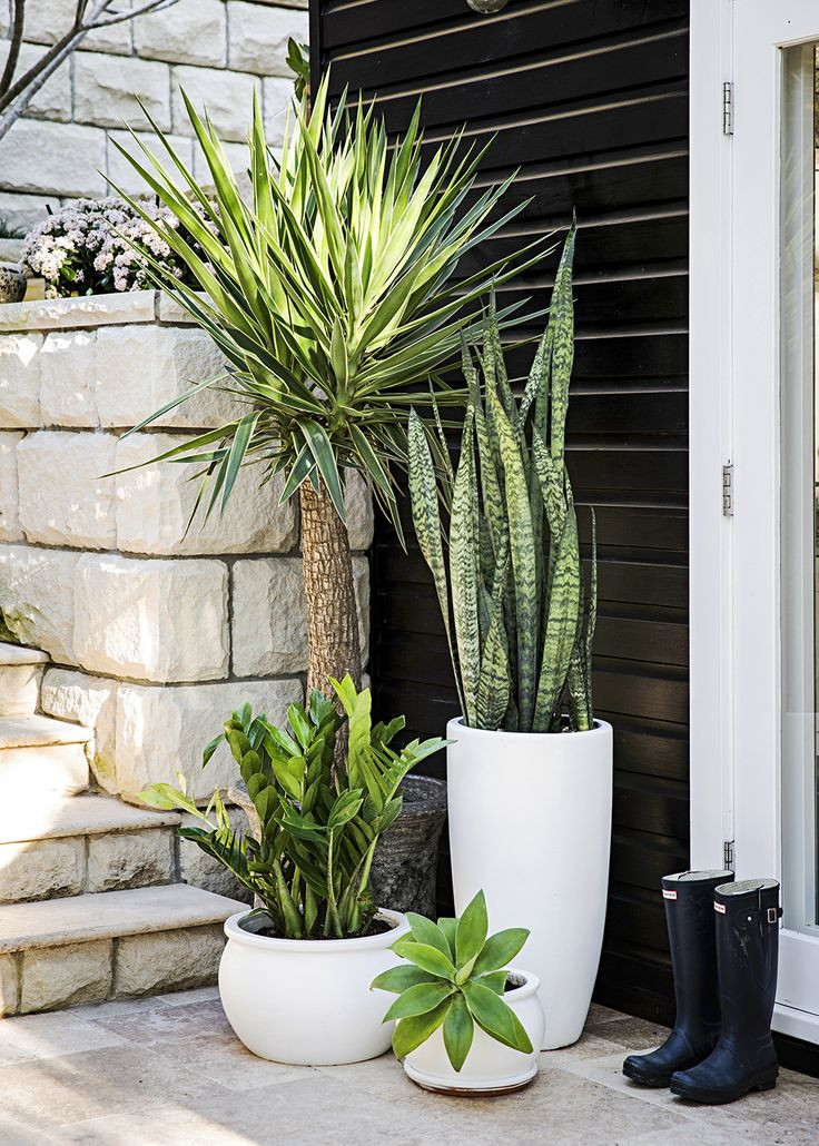 Best ideas about Outdoor Potted Plants
. Save or Pin 25 best ideas about Outdoor Potted Plants on Pinterest Now.