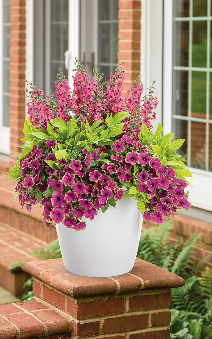 Best ideas about Outdoor Potted Plants
. Save or Pin 25 best ideas about Container plants on Pinterest Now.