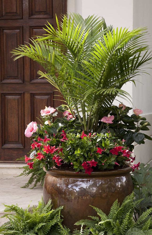 Best ideas about Outdoor Potted Plants
. Save or Pin 12 best Palm tastic Patios images on Pinterest Now.