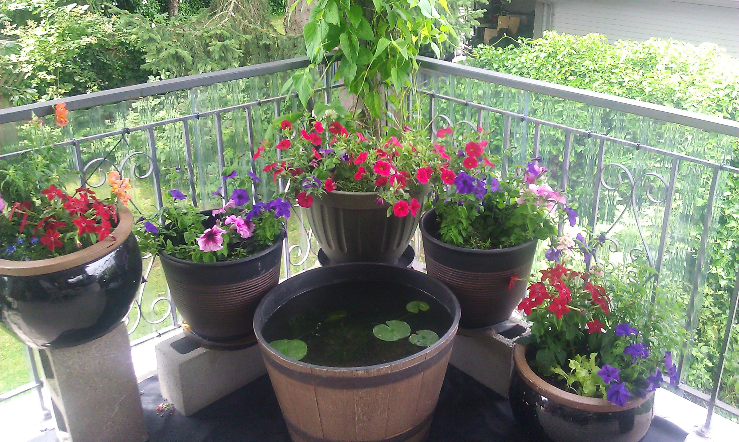 Best ideas about Outdoor Potted Plants
. Save or Pin 301 Moved Permanently Now.