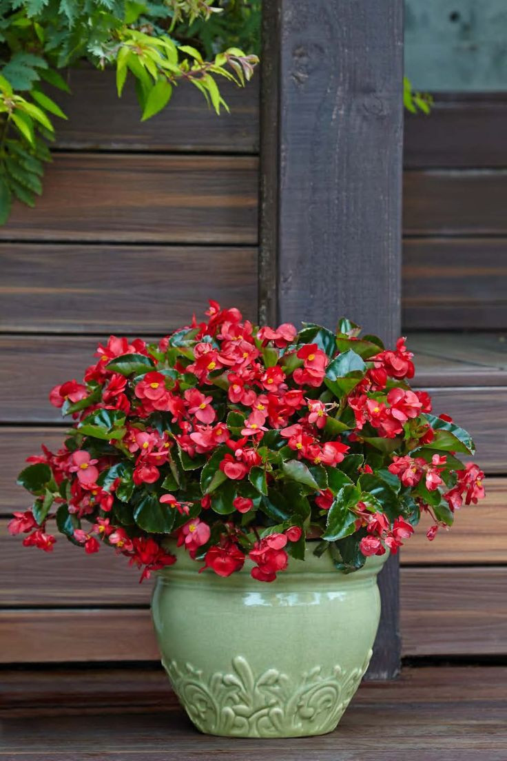 Best ideas about Outdoor Potted Plants
. Save or Pin 56 best Single Plants for Containers images on Pinterest Now.