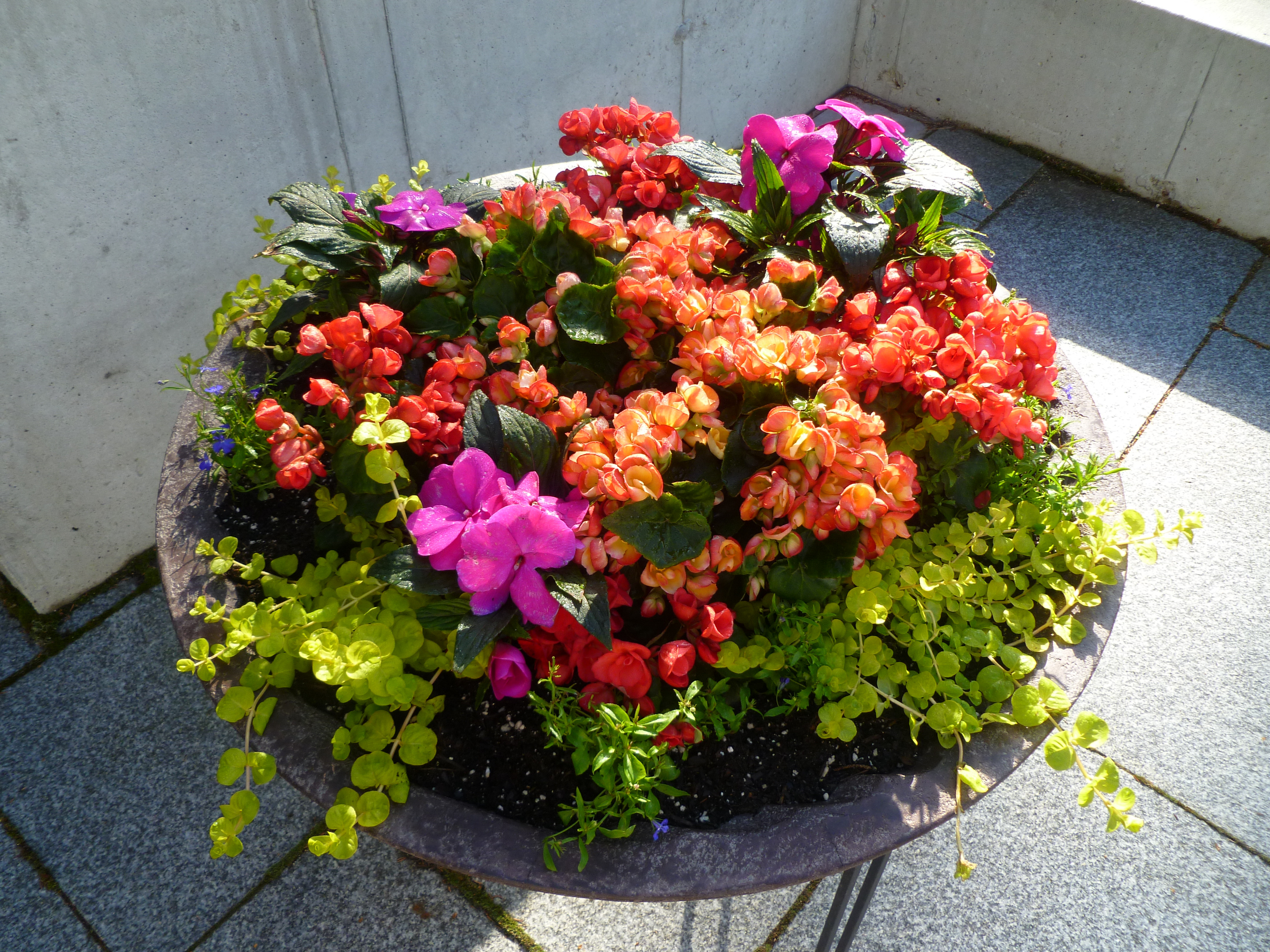 Best ideas about Outdoor Potted Plants
. Save or Pin potted flowers Now.