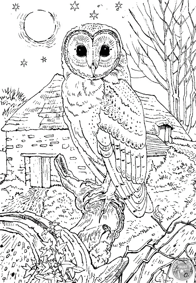 Best ideas about Owl Coloring Sheets For Girls That Say Mom
. Save or Pin Barn Owl colouring page The Barn Owl Trust Now.