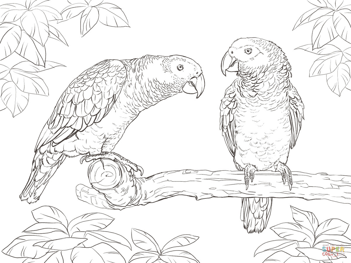 Best ideas about Parrot Coloring Pages For Adults
. Save or Pin Two African Grey Parrots coloring page Now.