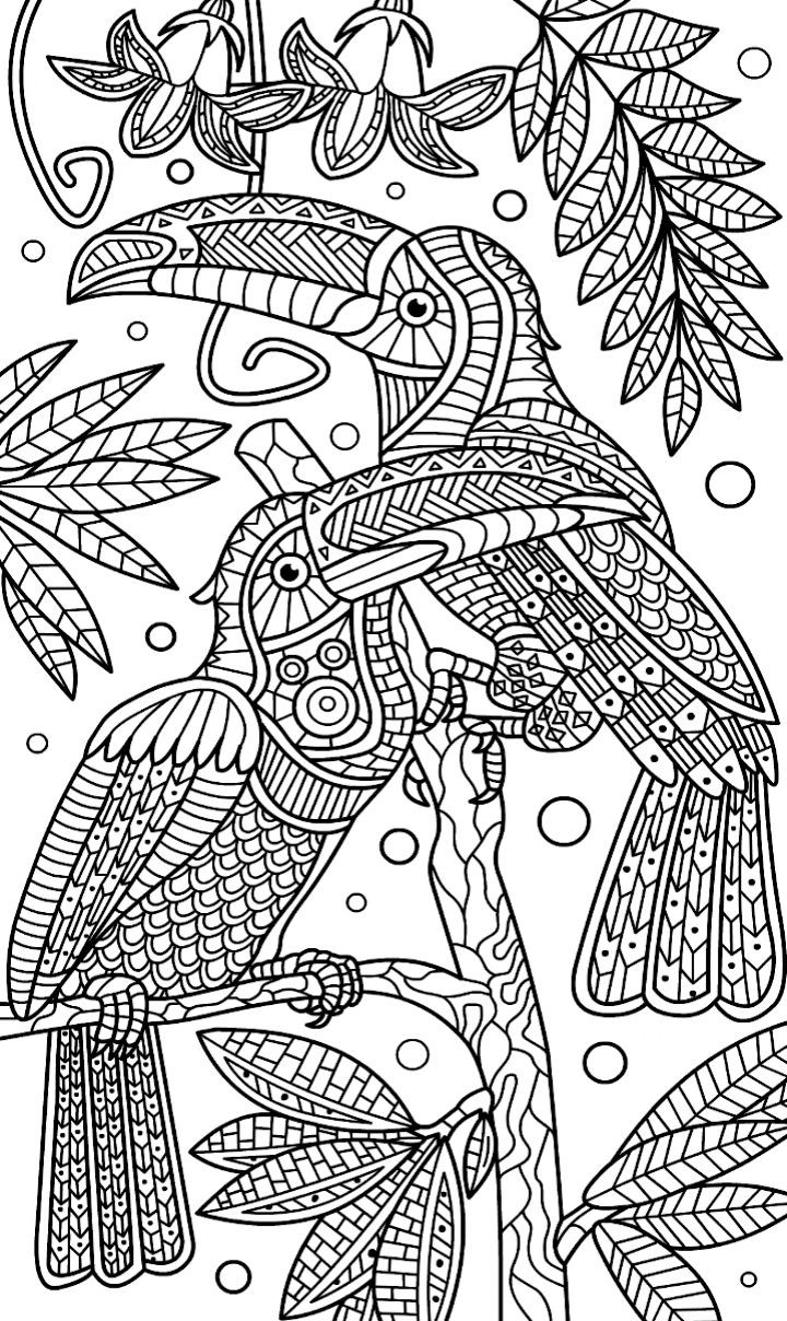 Best ideas about Parrot Coloring Pages For Adults
. Save or Pin 234 best coloring parrot images on Pinterest Now.