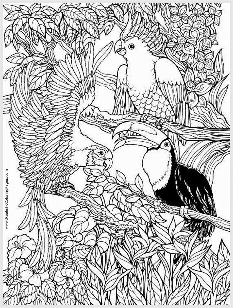 Best ideas about Parrot Coloring Pages For Adults
. Save or Pin Parrots Bird Adult Free Coloring Pages Now.