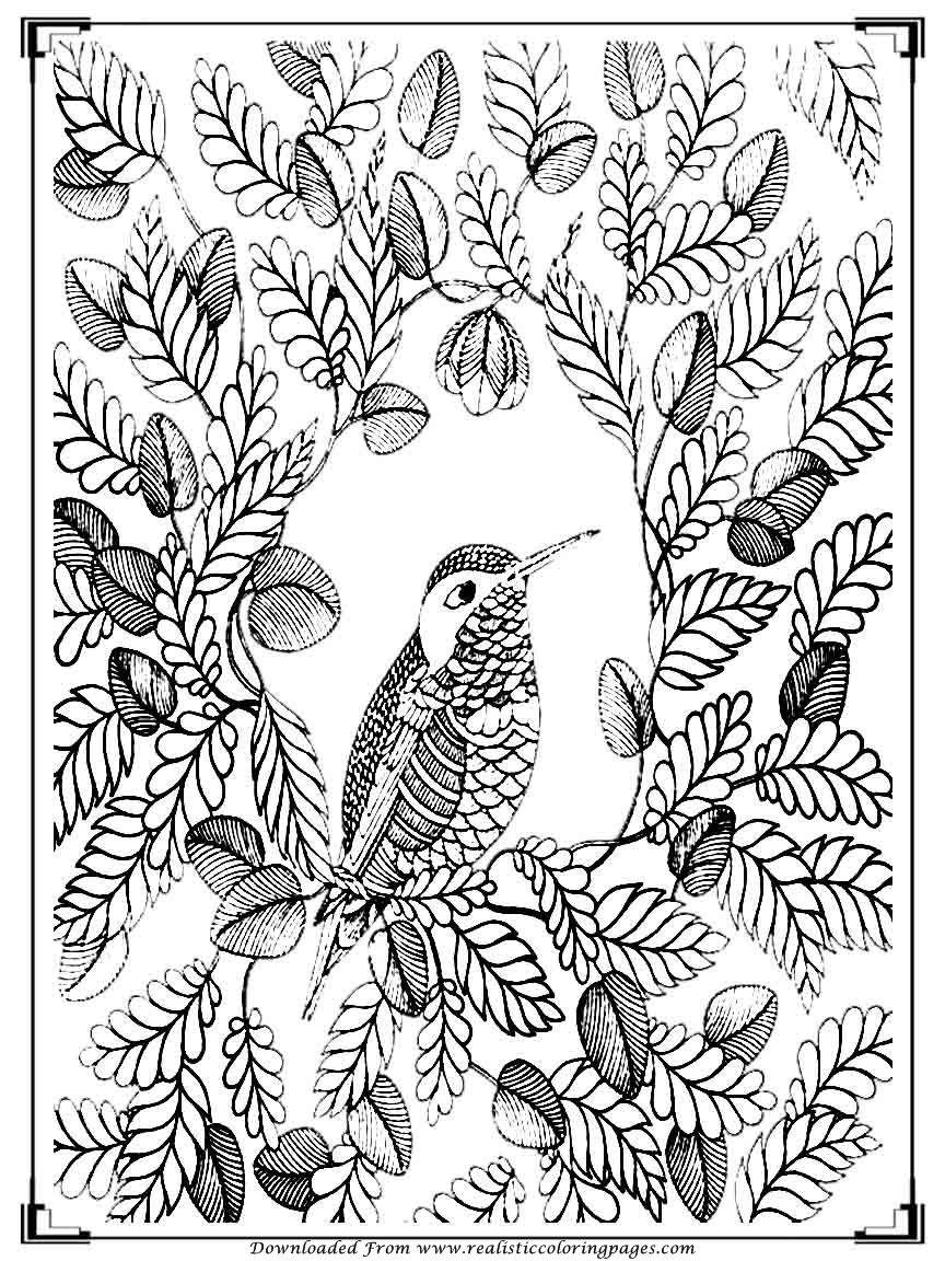 Best ideas about Parrot Coloring Pages For Adults
. Save or Pin Printable Birds Coloring Pages For Adults Now.
