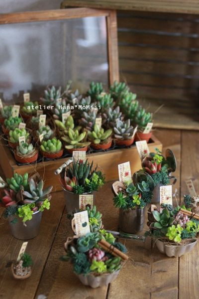 Best ideas about Plant Gift Ideas
. Save or Pin Succulents ts Botanical Pinterest Now.
