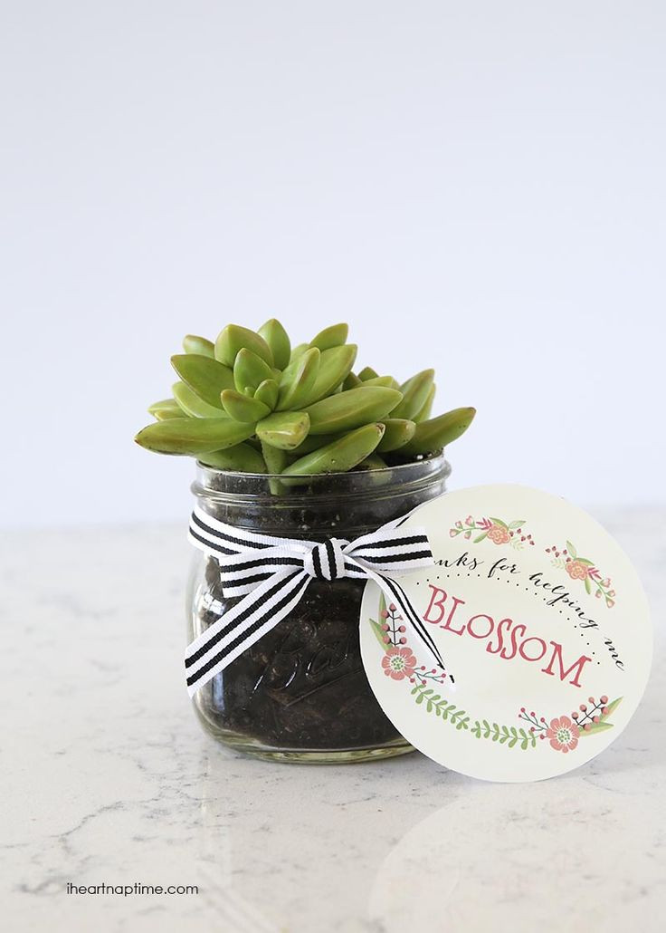 Best ideas about Plant Gift Ideas
. Save or Pin DIY succulent t idea Now.