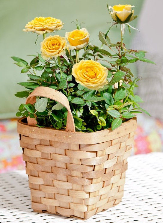 Best ideas about Plant Gift Ideas
. Save or Pin Living Plant Gift Ideas for Mother s Day Giving Plants Now.