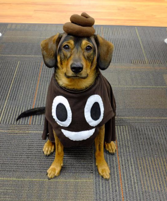 Best ideas about Poop Emoji Costume DIY
. Save or Pin Poop emoji dog costume funny costume Best Halloween Now.