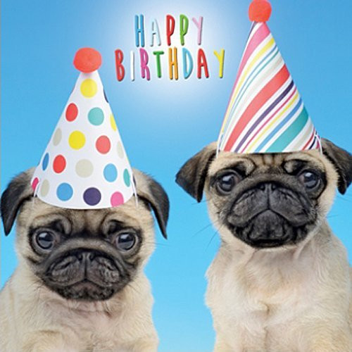 Best ideas about Pug Birthday Card
. Save or Pin Pug Birthday Card Amazon Now.