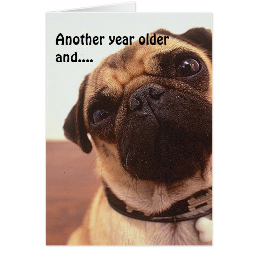 Best ideas about Pug Birthday Card
. Save or Pin Funny Cute Humorous Pug Dog Birthday Card Now.