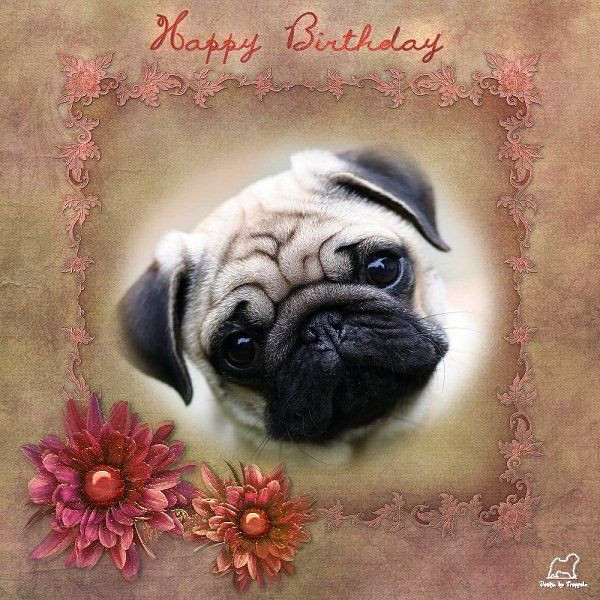 Best ideas about Pug Birthday Card
. Save or Pin Pug Birthday Card PUG BIRTHDAY CARDS Now.