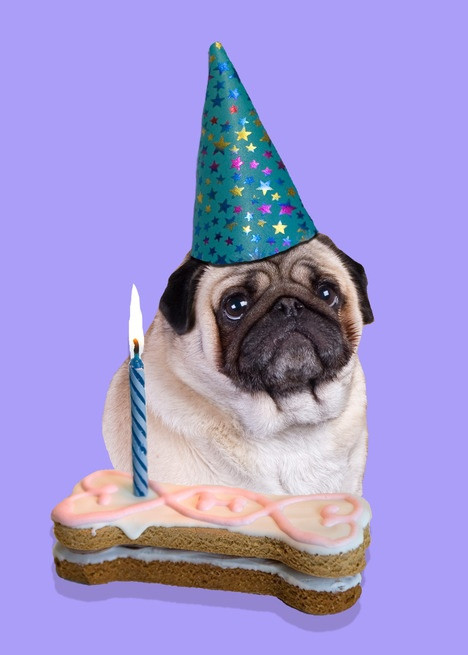 Best ideas about Pug Birthday Card
. Save or Pin Pug Birthday Card pugs Now.