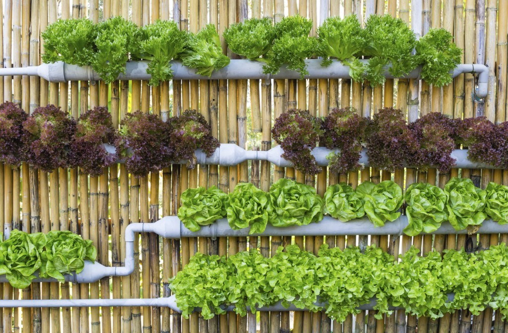 Best ideas about Pvc Vertical Garden
. Save or Pin DIY Vertical PVC Planter Now.