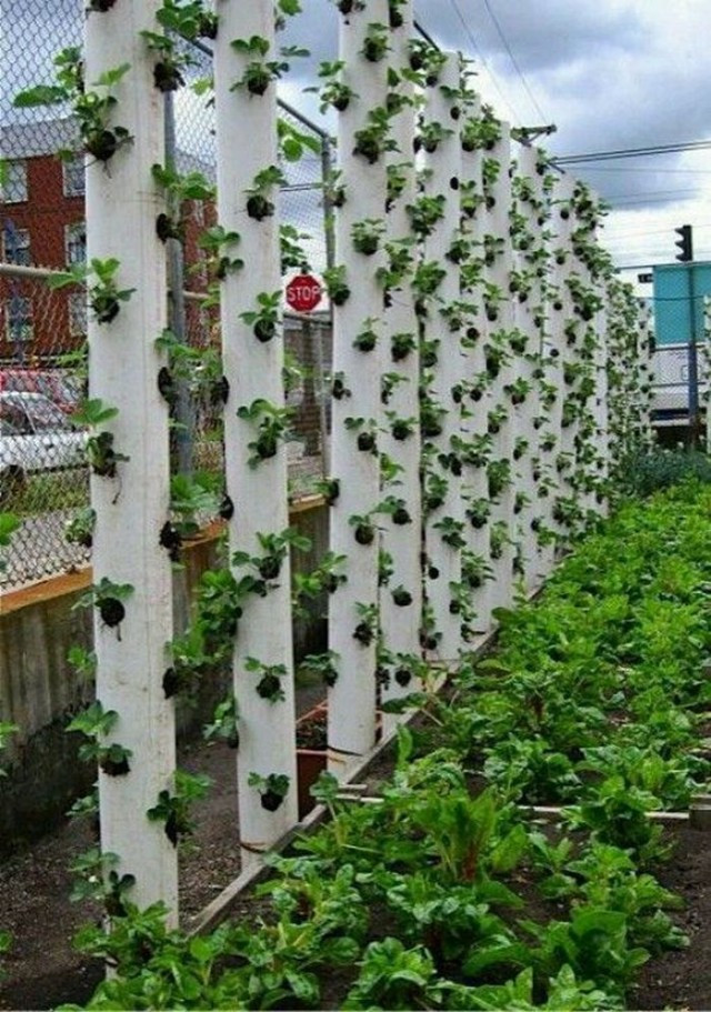 Best ideas about Pvc Vertical Garden
. Save or Pin DIY Vertical PVC Planter Now.