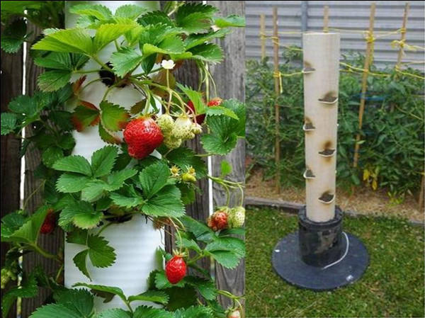 Best ideas about Pvc Vertical Garden
. Save or Pin Strawberry Vertical Garden Made From PVC Tubes Find Fun Now.