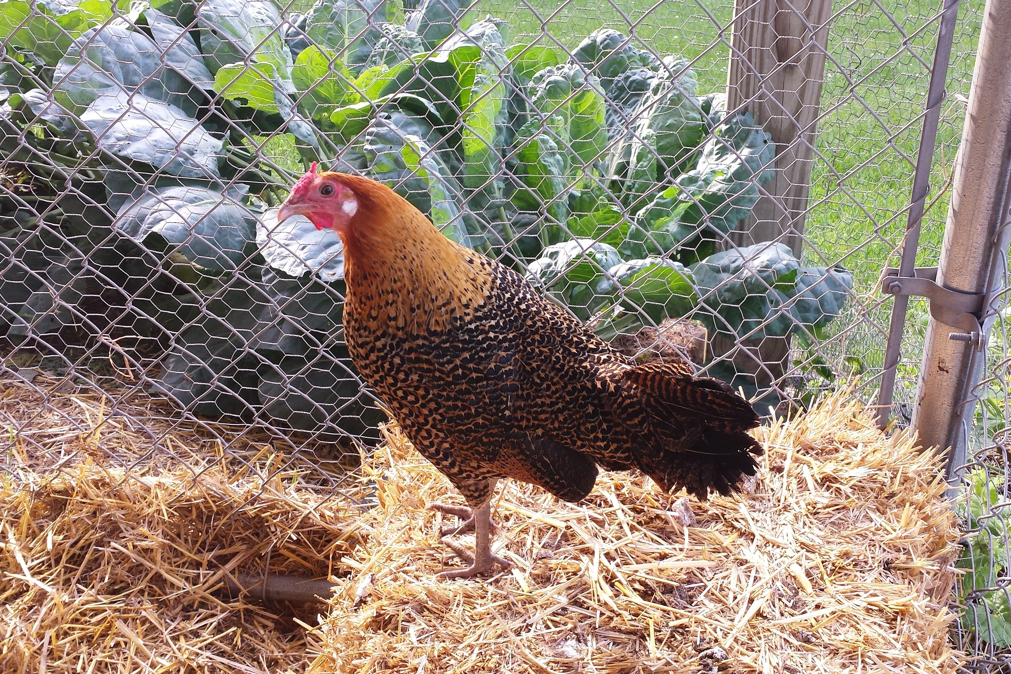 Best ideas about Raising Backyard Chickens
. Save or Pin Is it Legal to Raise Chickens in My Suburban Backyard Now.