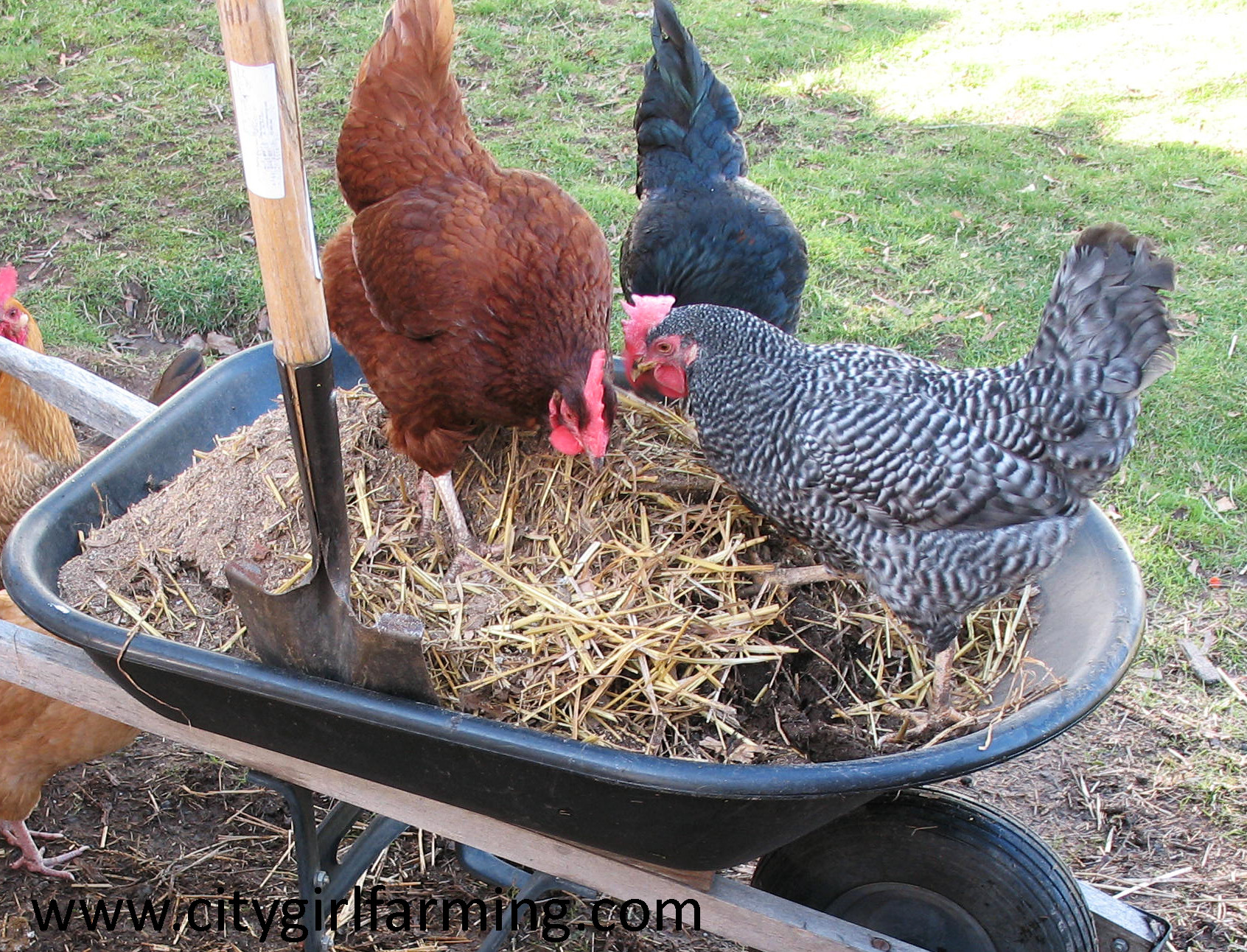 Best ideas about Raising Backyard Chickens
. Save or Pin Raising Chickens 20 Reasons Why You Should City Girl Now.