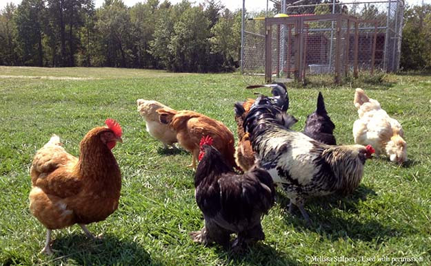 Best ideas about Raising Backyard Chickens
. Save or Pin 13 Survival Life Tips from the Great Depression Now.