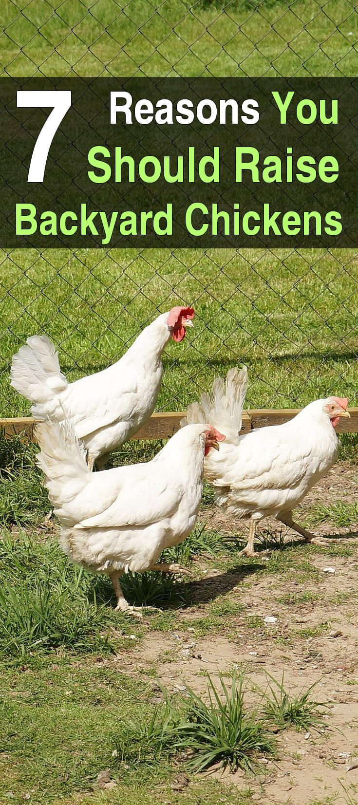 Best ideas about Raising Backyard Chickens
. Save or Pin 1876 best Homestead Chickens images on Pinterest Now.