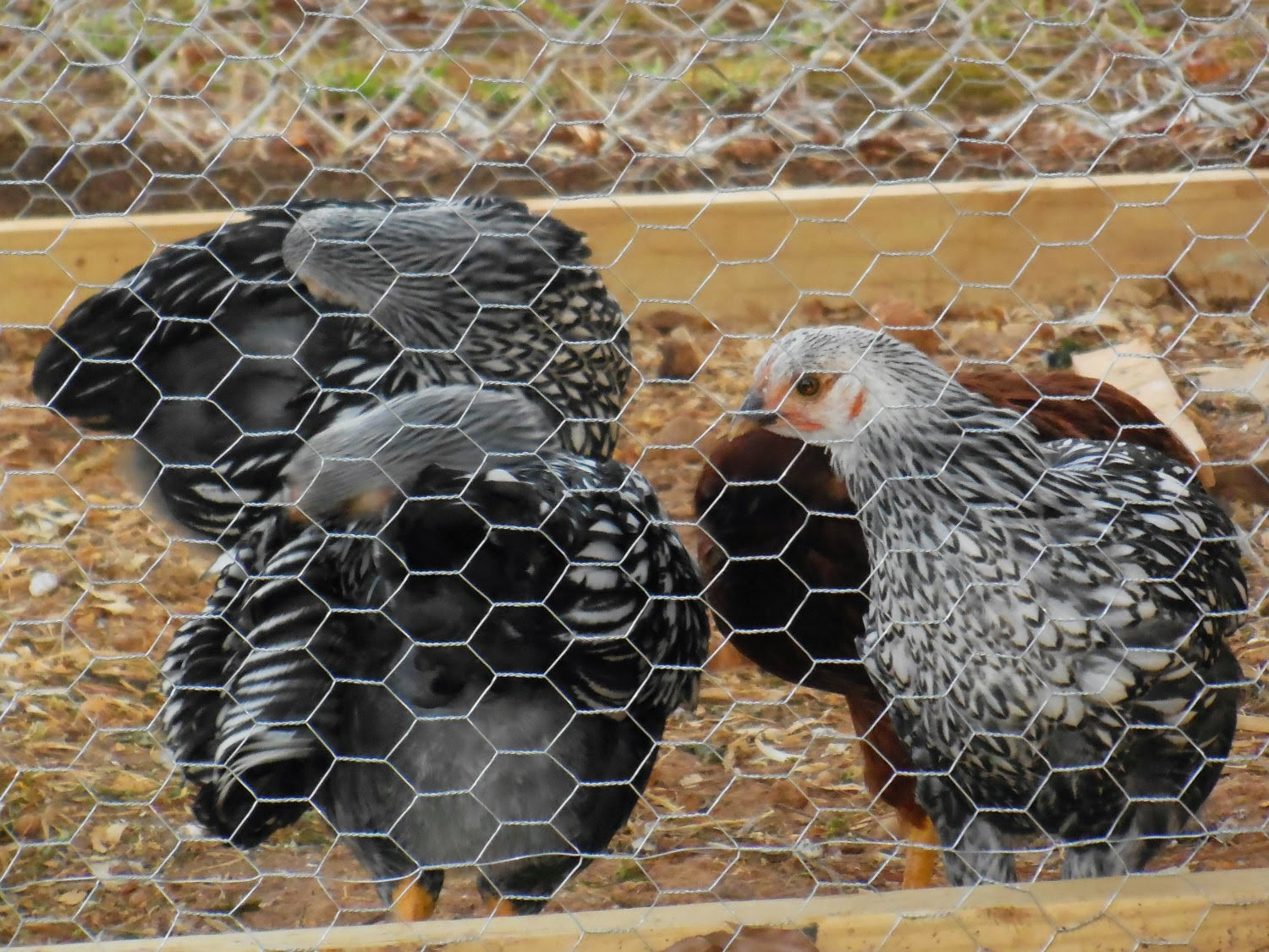 Best ideas about Raising Backyard Chickens
. Save or Pin Raising Backyard Chickens for Eggs Part 3 – The Coop Now.