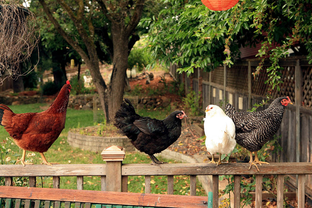 Best ideas about Raising Backyard Chickens
. Save or Pin Raising Chickens in New York City Laws Tips and Now.