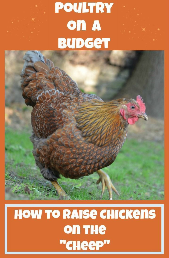Best ideas about Raising Backyard Chickens
. Save or Pin 183 best images about Chez Poulet on Pinterest Now.