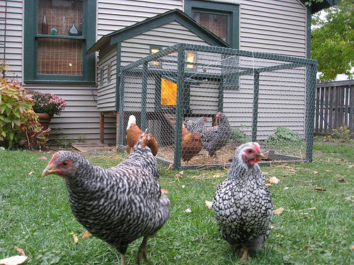 Best ideas about Raising Backyard Chickens
. Save or Pin 5 Reasons Why Chickens Belong in Your City Town or Now.
