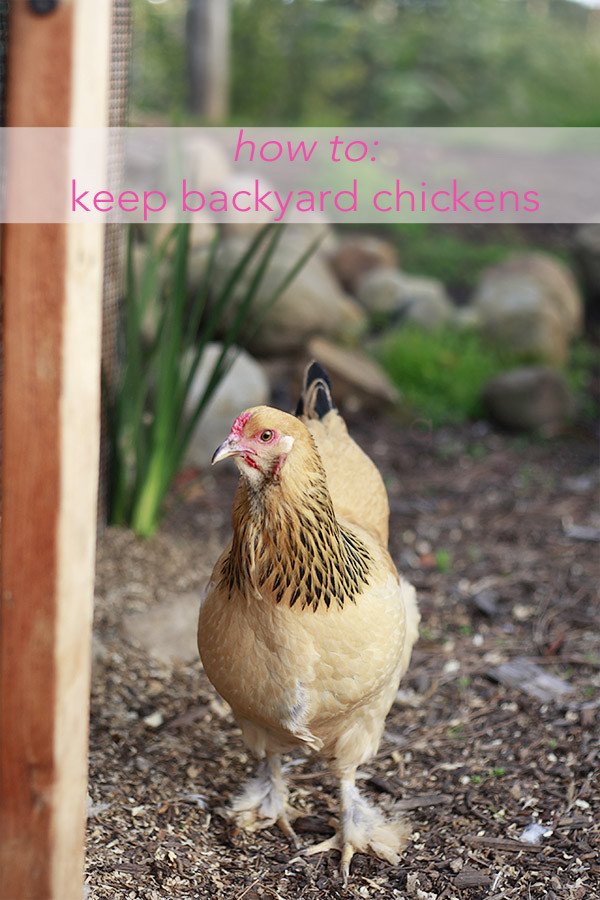 Best ideas about Raising Backyard Chickens
. Save or Pin All about raising chickens and eggs Now.