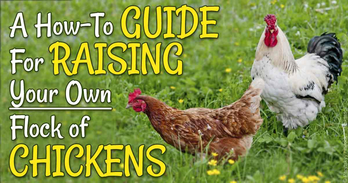 Best ideas about Raising Backyard Chickens
. Save or Pin How to Raise Your Own Backyard Chicken Now.