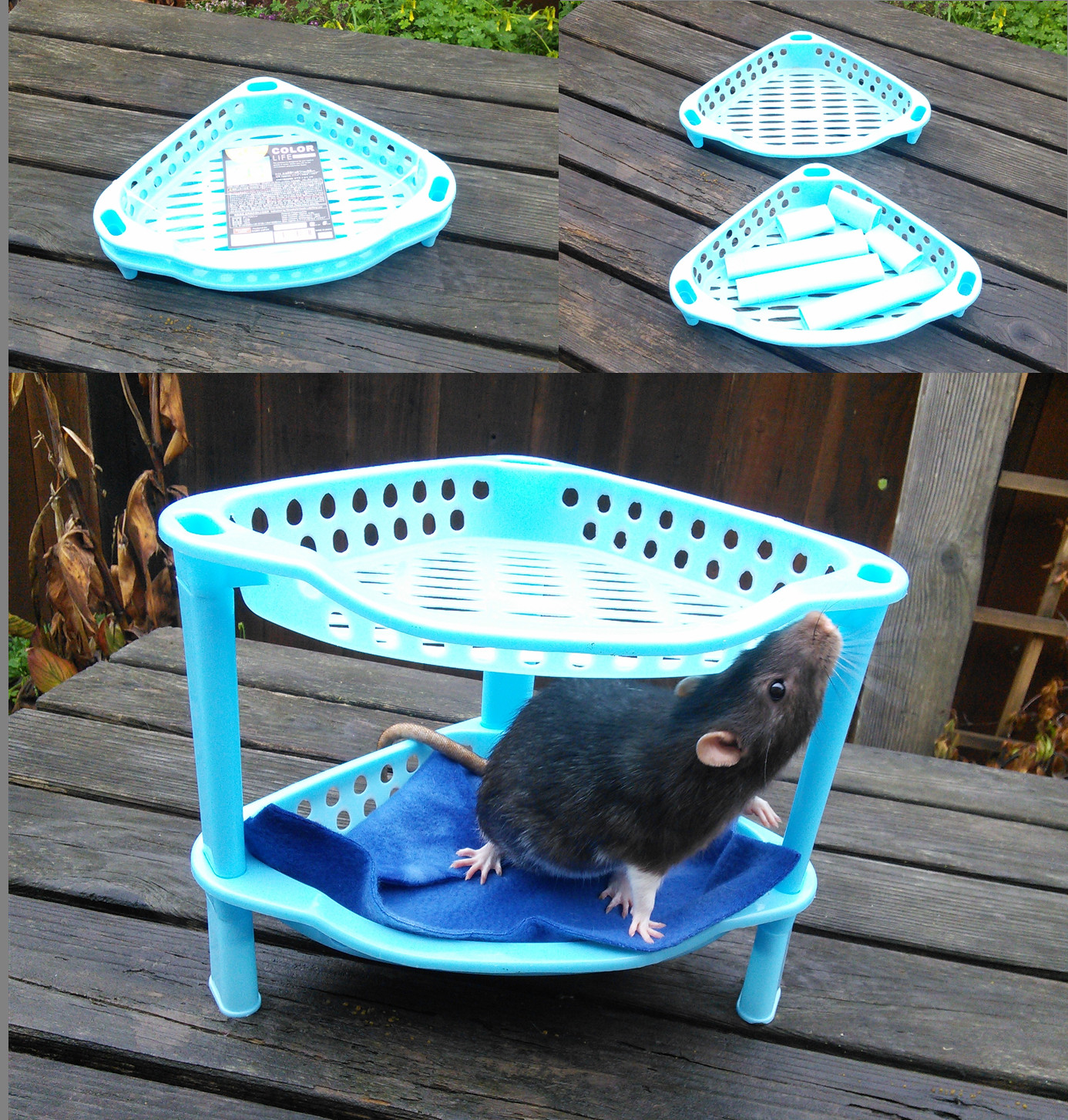 Best ideas about Rat Toys DIY
. Save or Pin Rat Cage Accessory Roundup 3 Now.