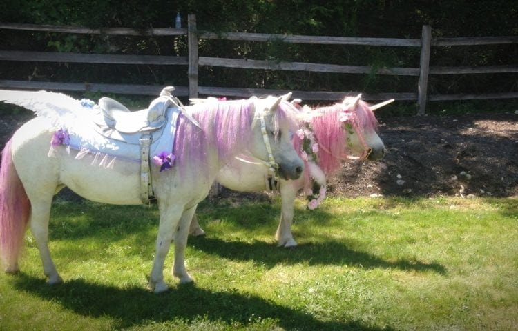 Best ideas about Rent A Horse For A Birthday Party
. Save or Pin Rent Unicorn Ponies For Birthday Parties Simplemost Now.