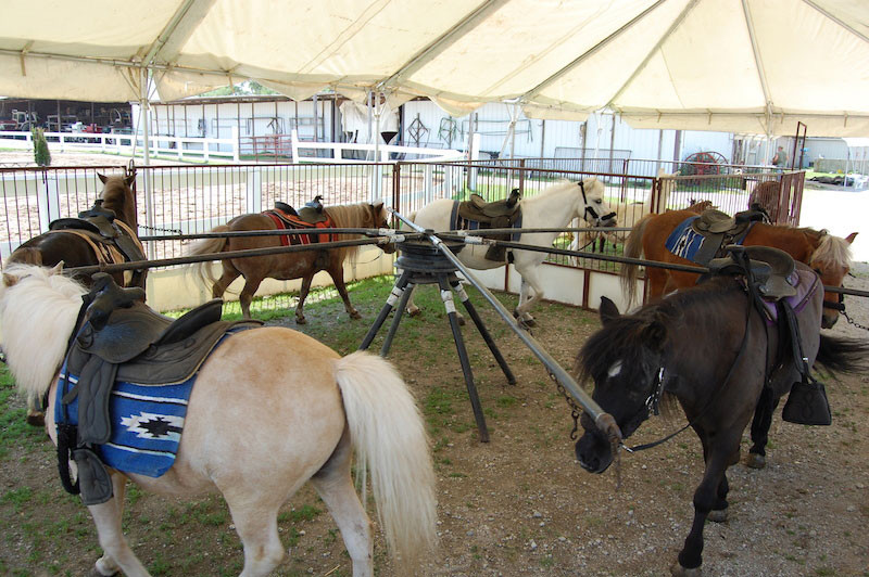 Best ideas about Rent A Horse For A Birthday Party
. Save or Pin Pony Rentals Pony Rentals Now.