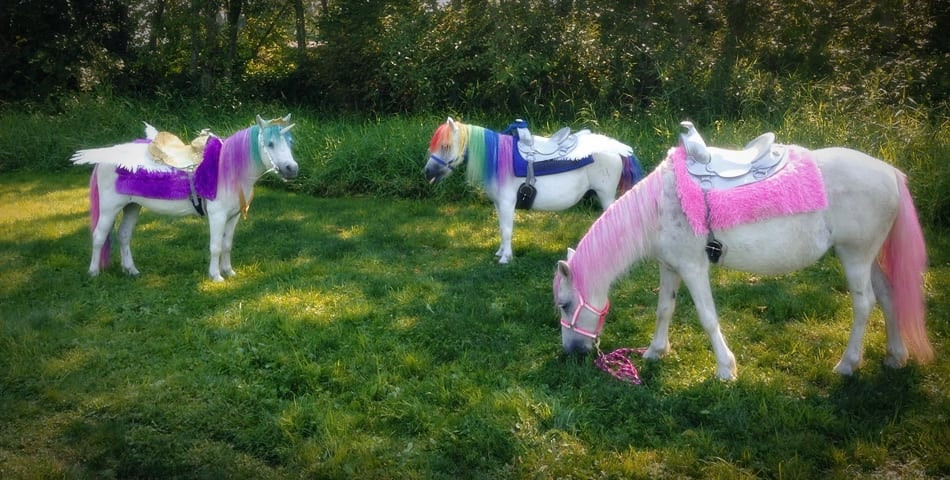 Best ideas about Rent A Horse For A Birthday Party
. Save or Pin Rent Unicorn Ponies For Birthday Parties Simplemost Now.