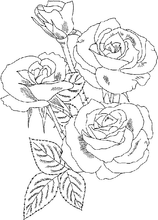 Best ideas about Rose Coloring Pages For Adults
. Save or Pin Roses Flower Coloring Pages Now.