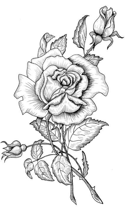 Best ideas about Rose Coloring Pages For Adults
. Save or Pin 17 Best images about flower coloring on Pinterest Now.