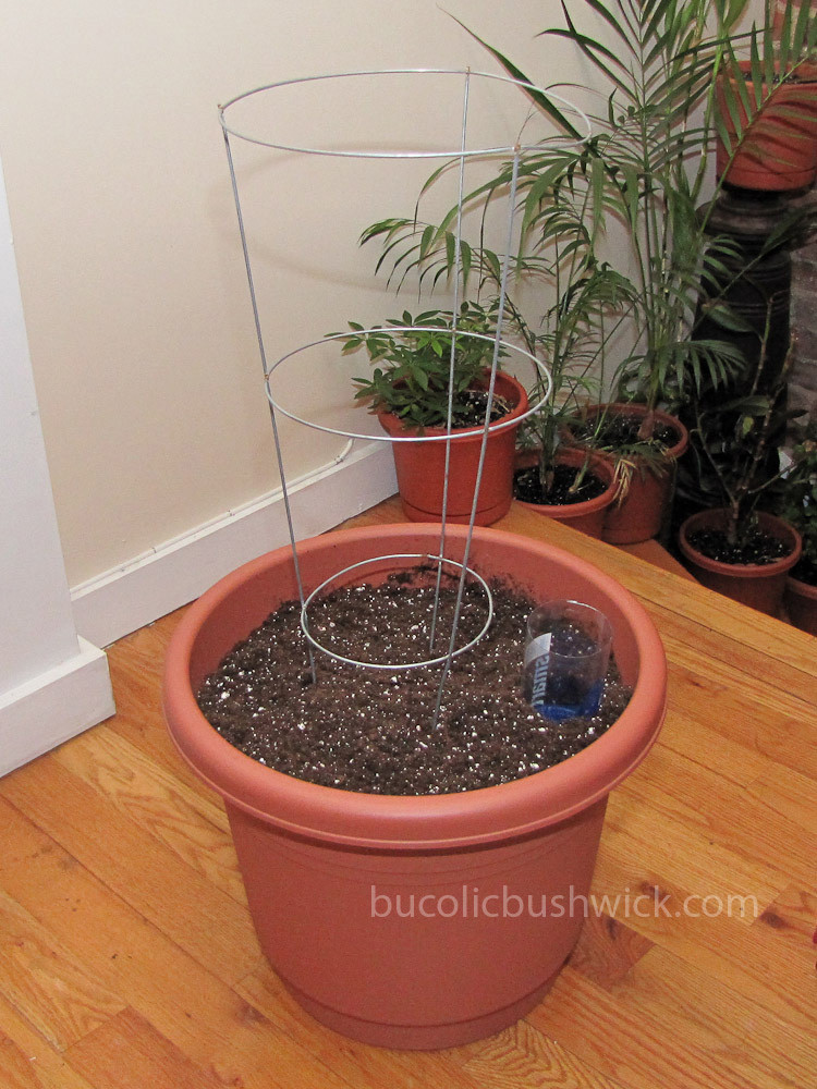Best ideas about Self Watering Pots DIY
. Save or Pin Bucolic Bushwick DIY Self Watering Planter How to Now.