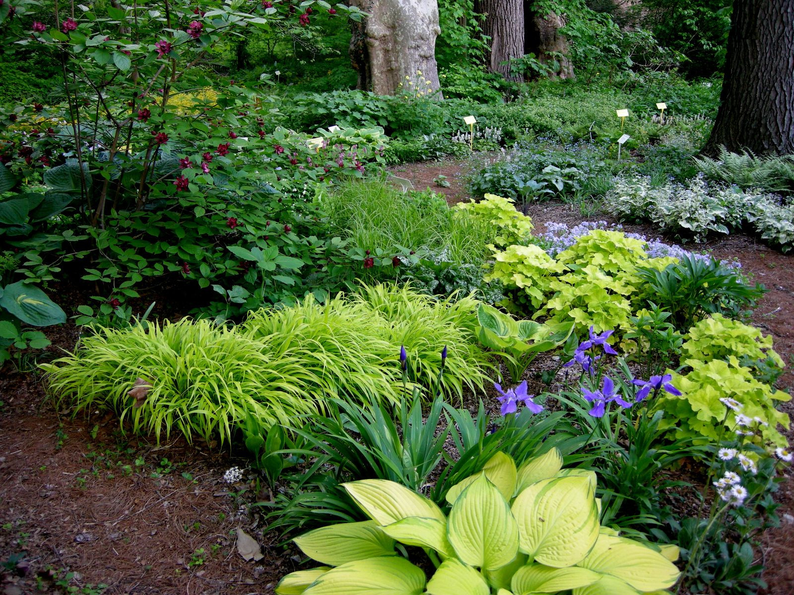 Best ideas about Shade Garden Ideas
. Save or Pin Woodland shade garden Now.