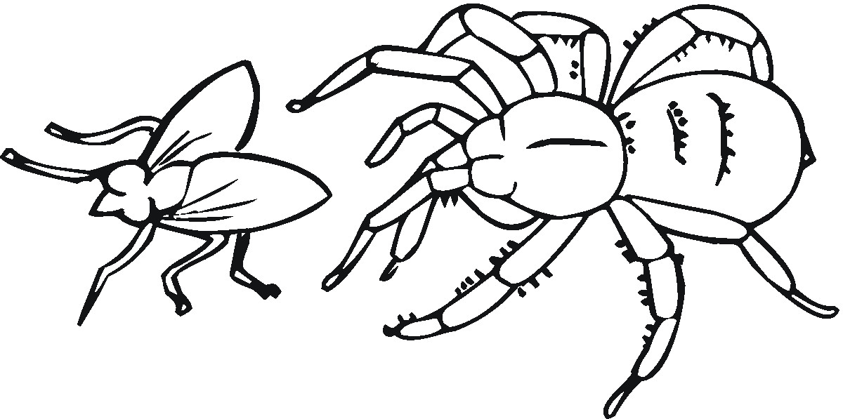 Best ideas about Spider Printable Coloring Pages
. Save or Pin Free Printable Spider Coloring Pages For Kids Now.