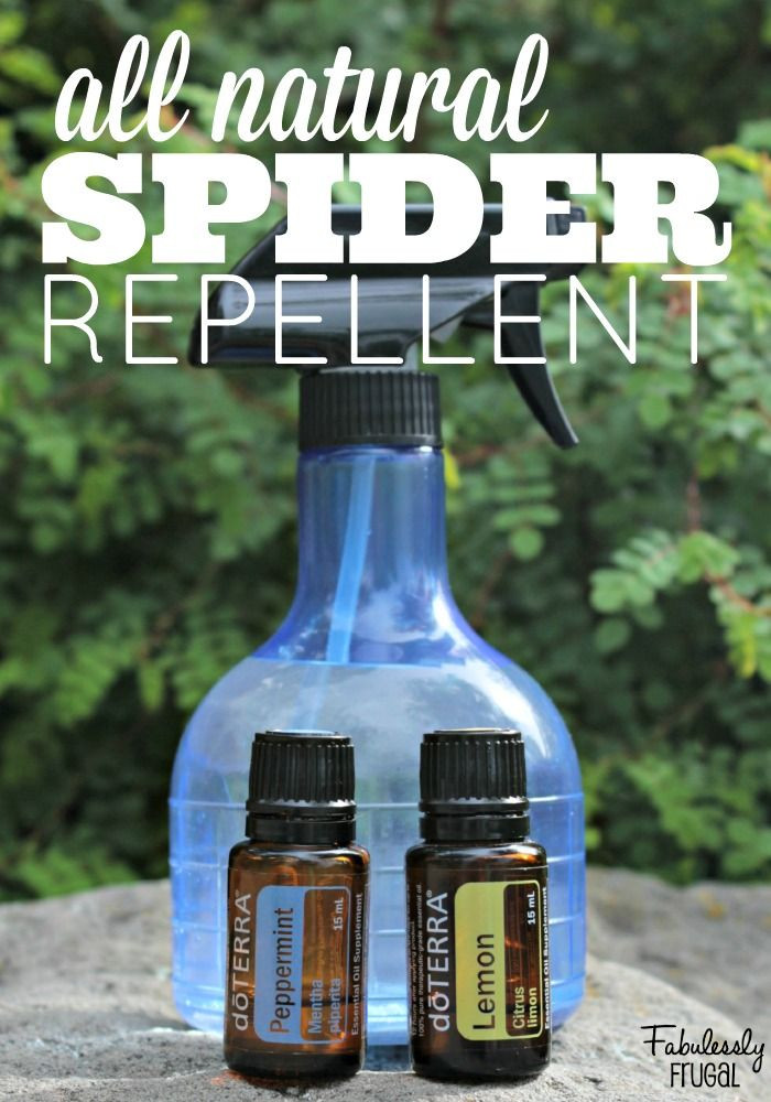 Best ideas about Spider Repellent DIY
. Save or Pin Top 25 best Homemade Spider Spray ideas on Pinterest Now.