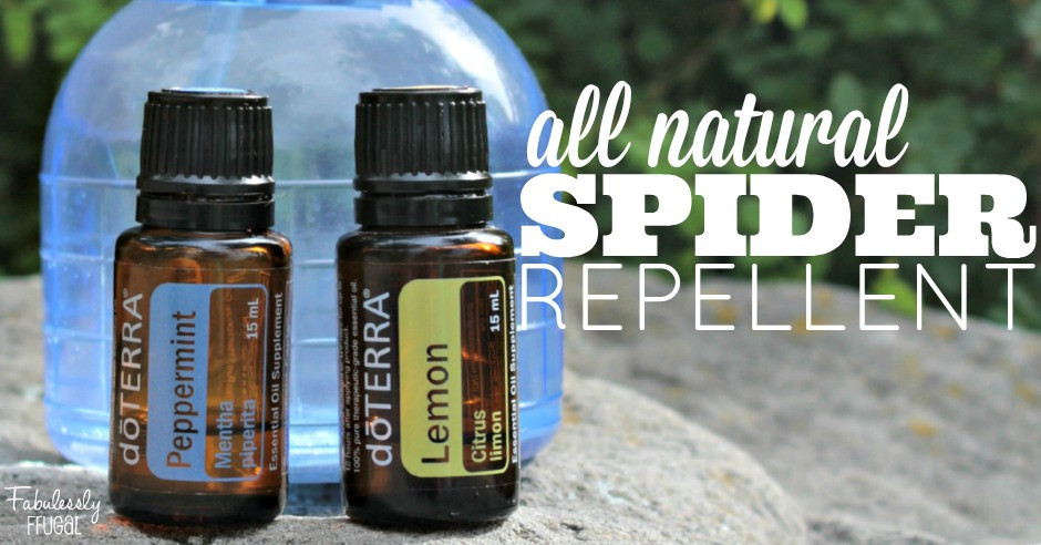 Best ideas about Spider Repellent DIY
. Save or Pin Easy DIY Natural Spider Repellent Fabulessly Frugal Now.