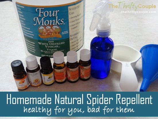 Best ideas about Spider Repellent DIY
. Save or Pin Homemade Natural Spider Repellent Good For You Bad For Them Now.