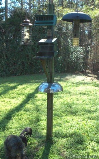 Best ideas about Squirrel Baffle DIY
. Save or Pin Homemade Squirrel Baffle for Bird Feeders & Bird Houses Now.
